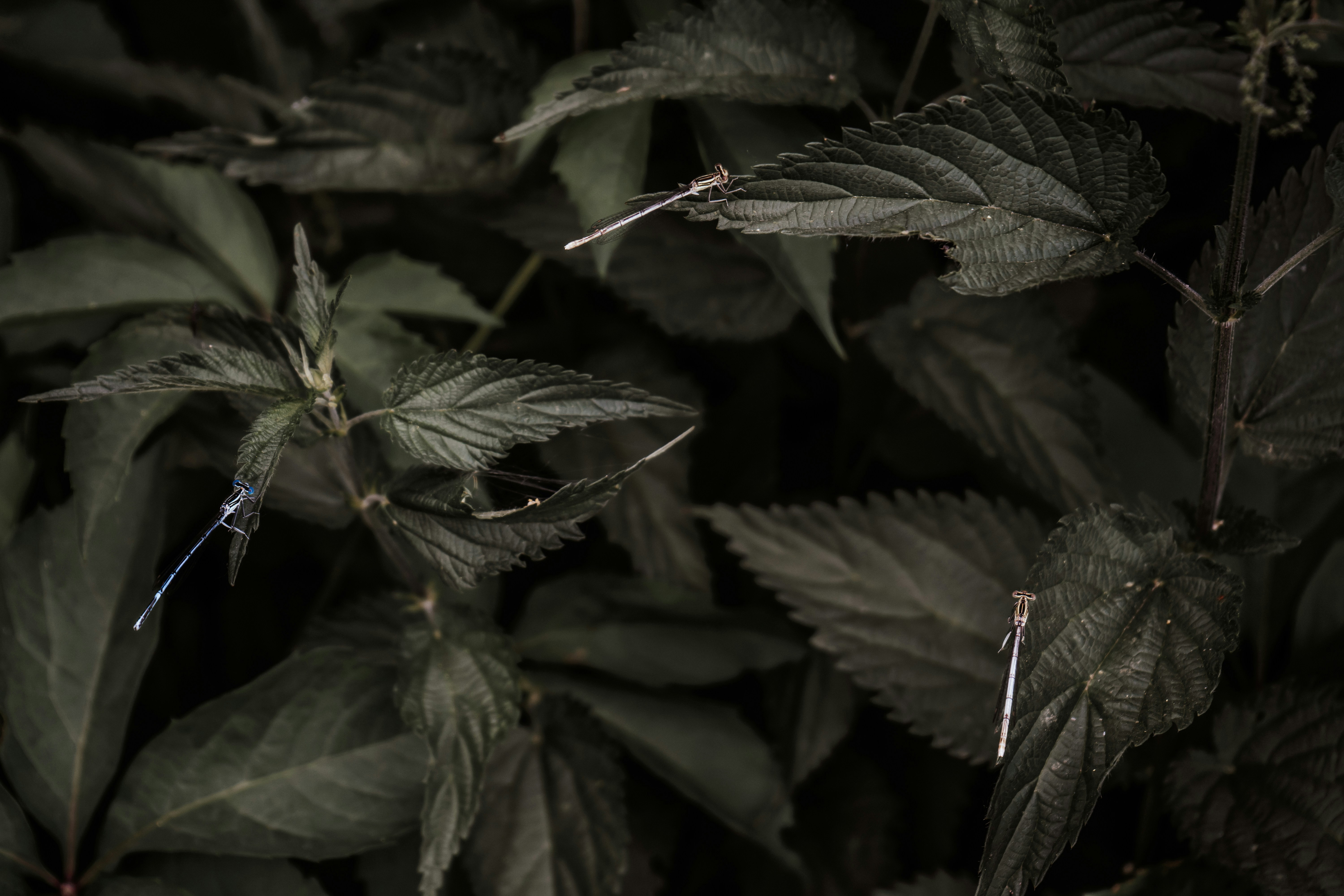 a dragonfly on a leaf